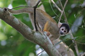 national Parks worldwide colombia monkey national parks of south america