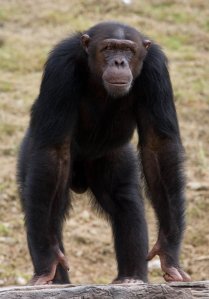 national parks of the world Mahale National Parks Chimpanzee Tanzania