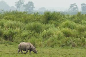 National Parks Worldwide one-horned rhino nepal Bardia National Park