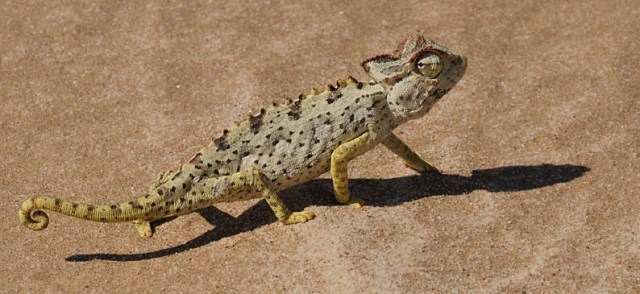 national parks of the wotld    namibia  lizard   nationla parks of namiba