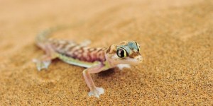 national parks of the world    Pachydactylus (Palmatogecko) rangei   namibia  national park