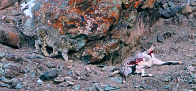 national park worldwide snow leopard india hemis national park