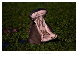 national parks of the world   hippo   africa