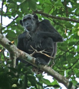 National Parks of the Wolrd  Chimpanzee  Africa
