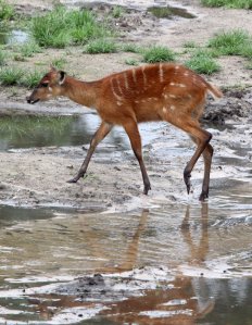 national parks of the world   Sitatunga (Tragelaphus spekii)    Africa   