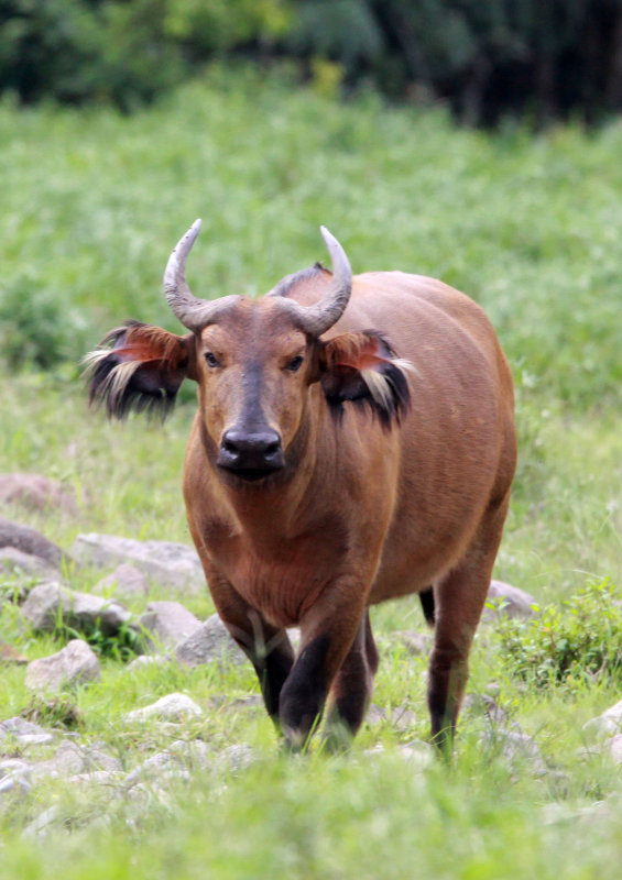 National Parks of the World   African forest buffalo (Syncerus caffer nanus)     National Parks of Rwanda   National Parks of Africa  Volcanoes National Park 