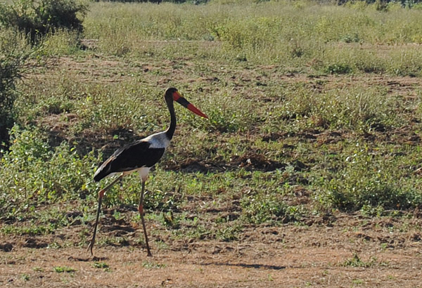 rwandan national park Akagera National Park Saddle-billed Stork (Ephippiorhynchus senegalensis) national parks of thre world african national parks