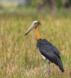 Birds of India  Lesser Adjutant  (Leptoptilos javanicus)   National Park   National Parks of India