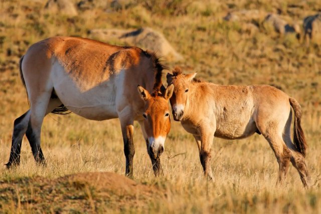 Przewalski’s horse (Equus ferus) Hustai National Park Mongolia