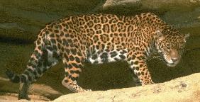 National Parks of South America Yasuni National Park Ecuador's biggest national park Jaguar Yasuni Ecuador National Parks of the World