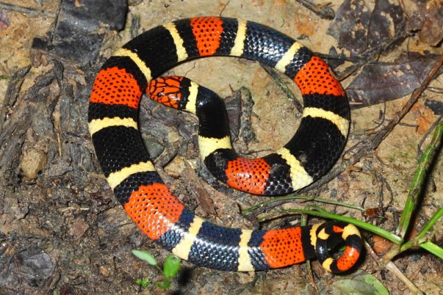 Surinam Coral Snake Micrurus surinamensis - Elapidae