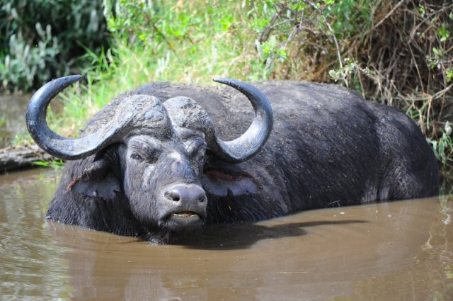 african cape buffalo (Syncerus caffer)  NAtional Parks of South Sudan National Parks of Africa National Parks of the World  National Parks Worldwide