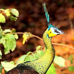 Green Peafowl (Pavo muticus)   Alas Purwo National Park National Parks of Indonesia National parks of the world  Java national parks   birds of java  birds of indonesia  