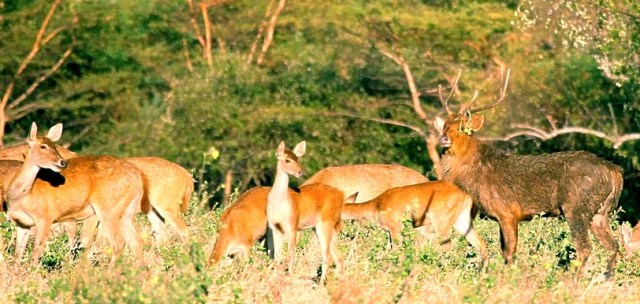 Java Deer (Rusa timorensis)  Alas Purwo National PARK nATIONAL pARKS OF THE wORLD    National Parks of Indonesia  Java National Parks