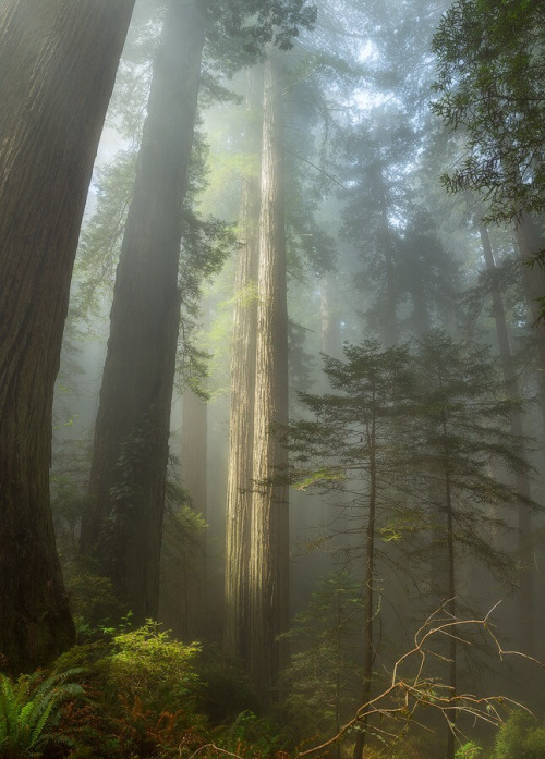 Redwood National Park - Tall Trees