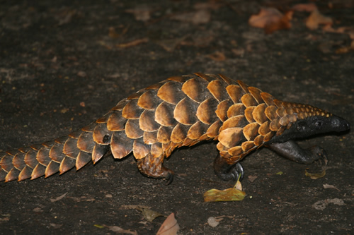 Long-tailed pangolin (Uromanis tetradactyla)