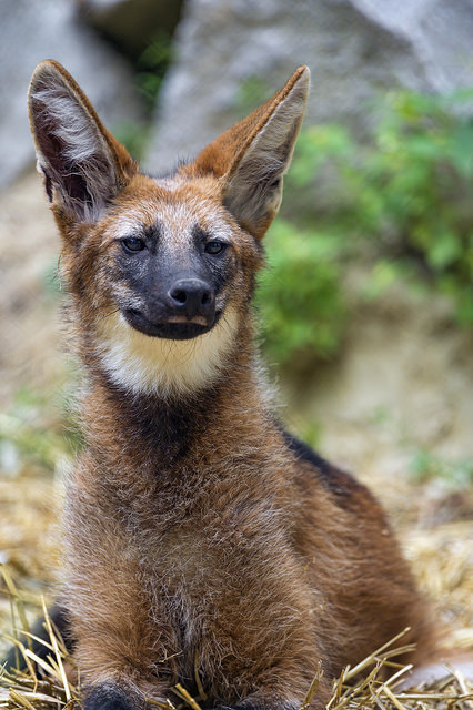 maned wolf (Chrysocyon brachyurus)