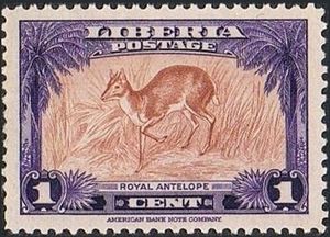 Royal antelope (Neotragus pygmaeus)